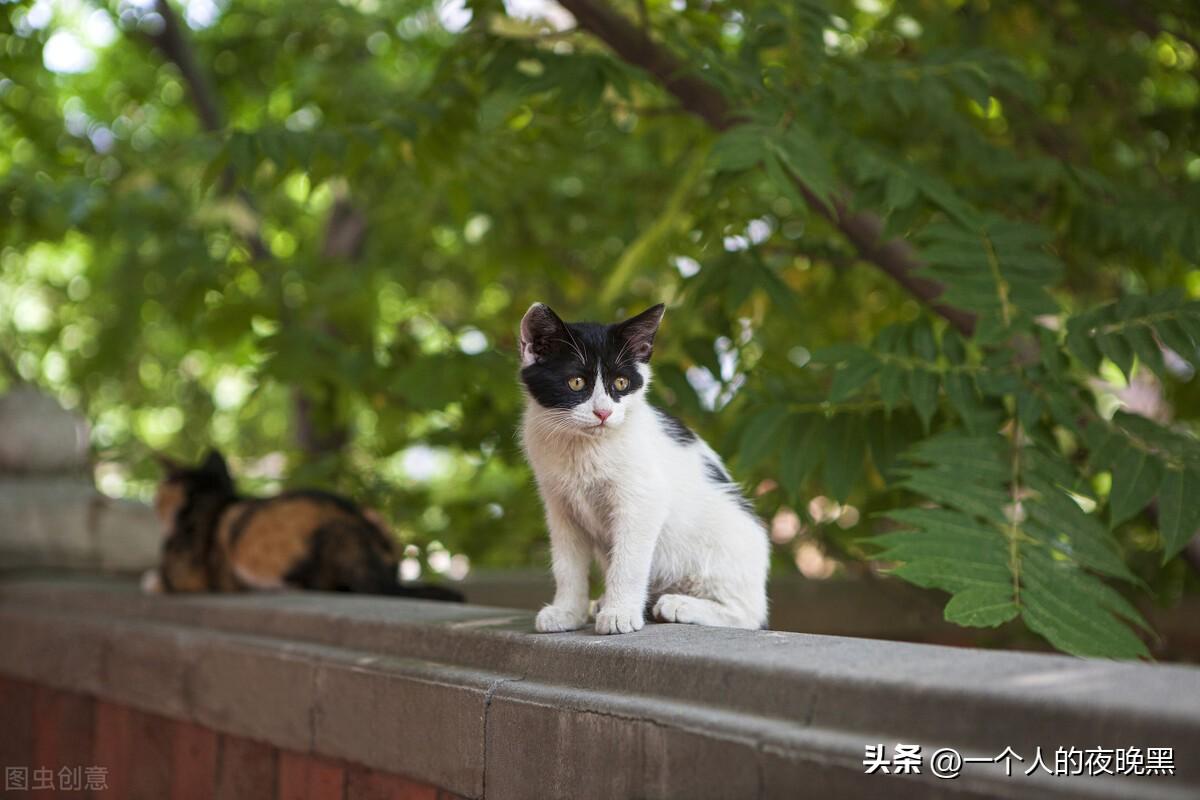 适合新手最好养的猫（波米拉猫多少钱一只）