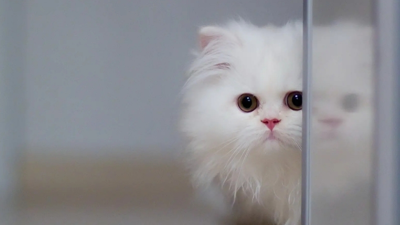 猫为何会有狸奴之称（古代：狸是指野生山猫）