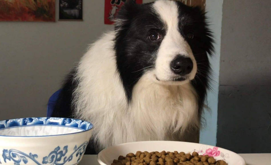 养边牧的注意事项(手把手教你如何饲养边境牧羊犬)