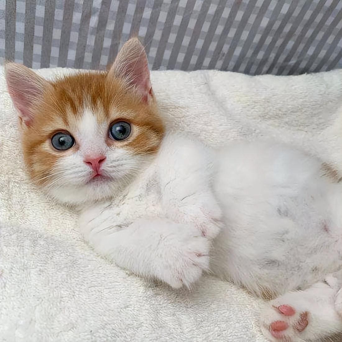 猫打疫苗前要注意什么（猫打完疫苗期间能洗澡吗）