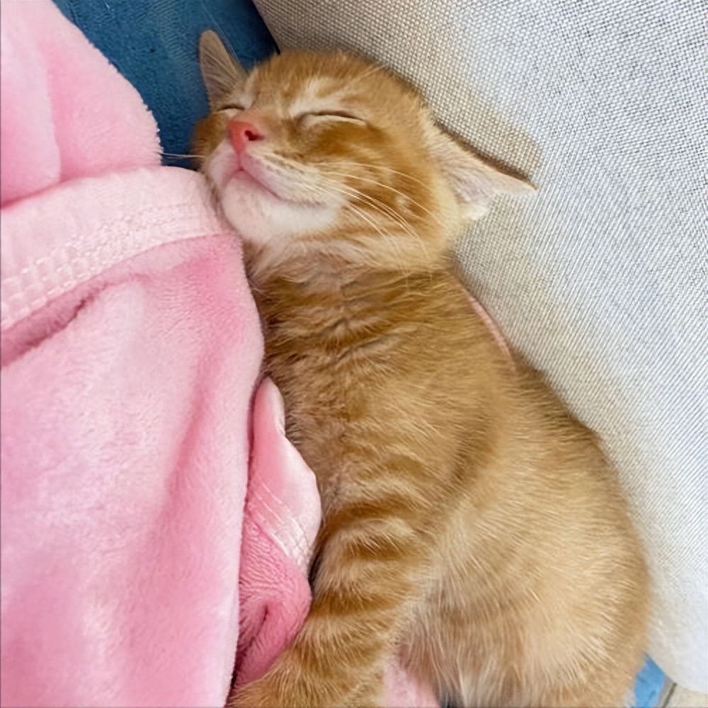 为何“中华田园猫”会被歧视（附：把土猫当宠物养的人都是傻子）