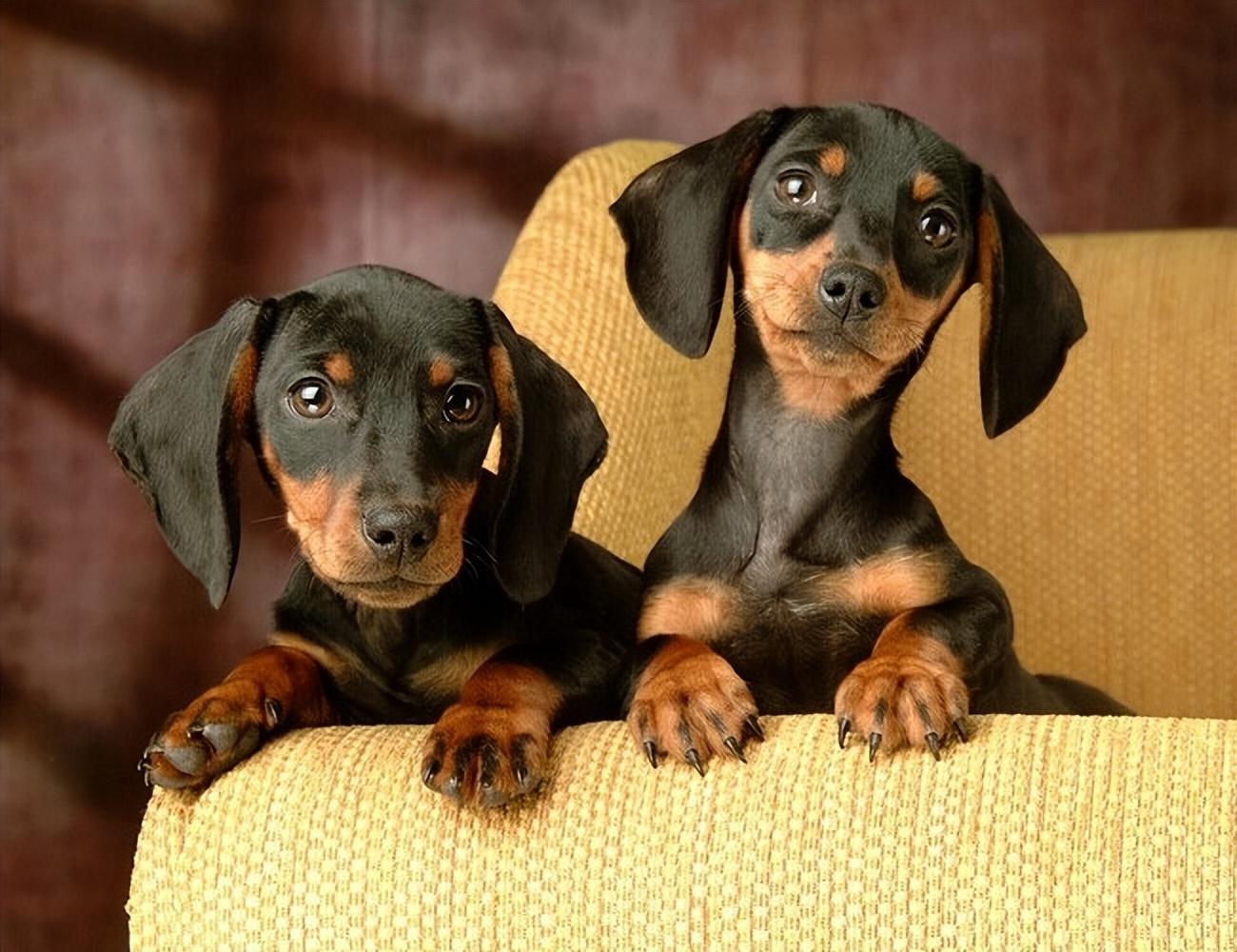 不养腊肠犬的7大原因(详解:腊肠犬为什么被禁养)