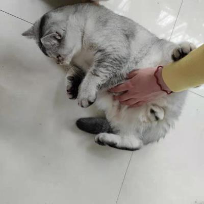 猫咪不亲人脾气暴怎么办(为什么猫越打越亲人)