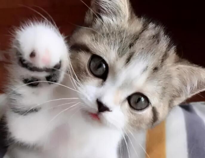 你很了解猫？下面这12个关于猫咪的冷知识你都知道吗？