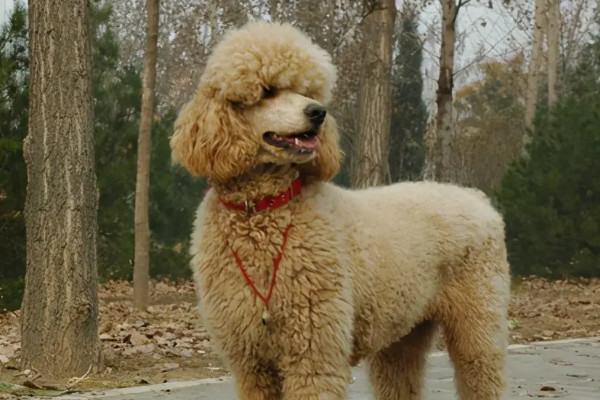 一只普通或赛级巨型贵宾犬多少钱