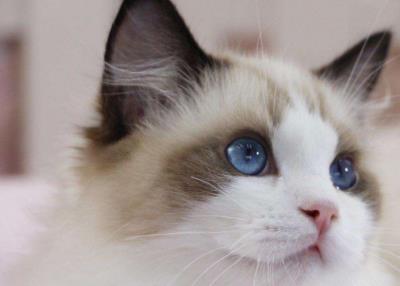 布偶猫的优缺点（布偶猫的特点）