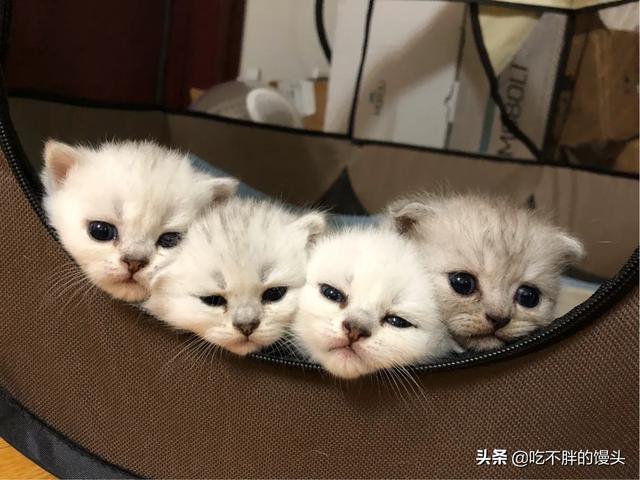 小猫多久断奶吃猫粮(小猫几个月断奶吃猫粮)