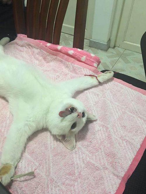 猫知道自己被绝育了吗 公猫绝育的利与弊