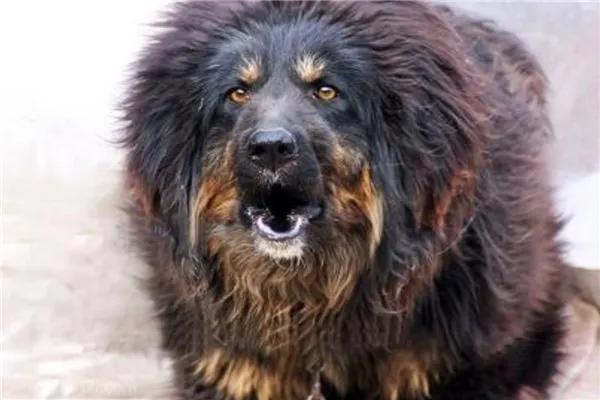 十大认主的狗狗排名