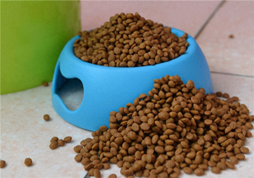 狗狗只呕吐不腹泻咋办(养狗知识:呕吐不拉稀可能是肠胃问题)