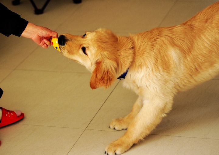 了解训练金毛的最佳方法（金毛犬如何训练）