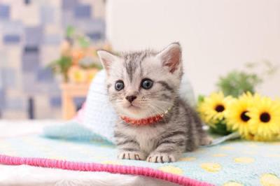 幼猫又吐又拉稀怎么办（幼猫拉稀是什么原因）