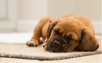 小狗打嗝是不是细小前兆（小狗得细小在家自救的方法）