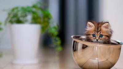 千万别养茶杯猫(茶杯猫小猫多少钱一只)