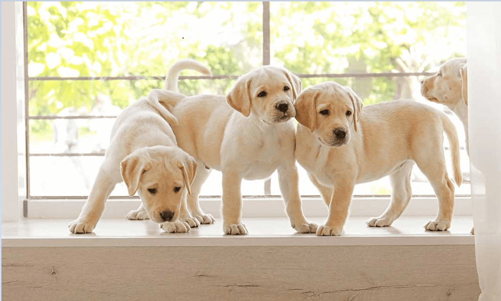 拉布拉多犬如何喂养（拉布拉多犬运动量大吗）