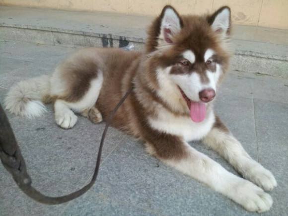 建议不养阿拉斯加的6大理由（阿拉斯加怎么养）