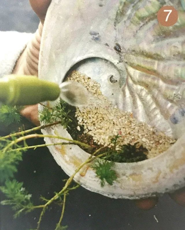 你见过贝壳精灵吗（好看的彩色贝壳精灵介绍）