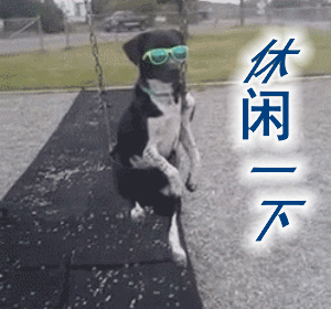 适合家养的短毛小型犬有哪些