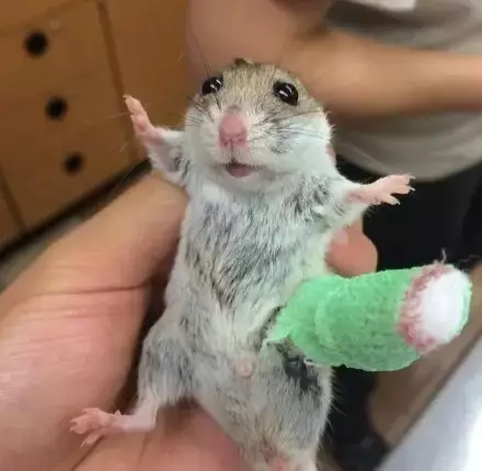 怎么判断仓鼠哭了呢(仓鼠哭的表现详解)