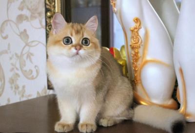 成年猫粮幼猫可以吃吗（猫咪多大算成年呢）