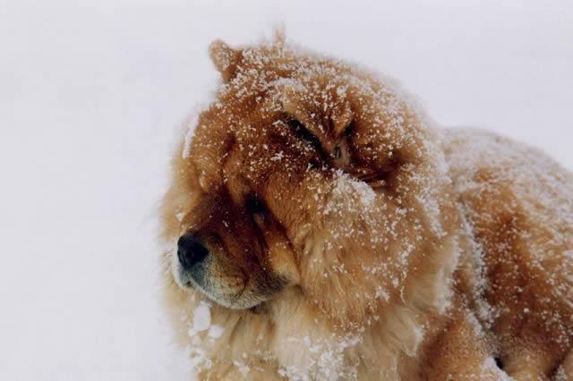中国十大名犬排名（宠物狗的品种有哪些）