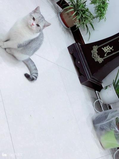 银渐层和蓝猫配出来什么样子(银渐层和蓝猫的宝宝们)