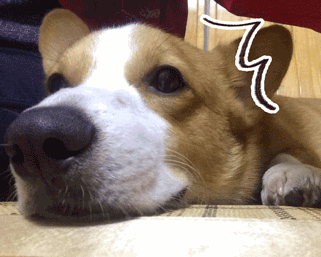 盘点九大新手好养的狗狗(适合家养的狗狗排名)