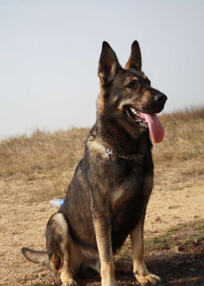 五种最忠心的狗狗推荐（最护主的狗是什么品种）