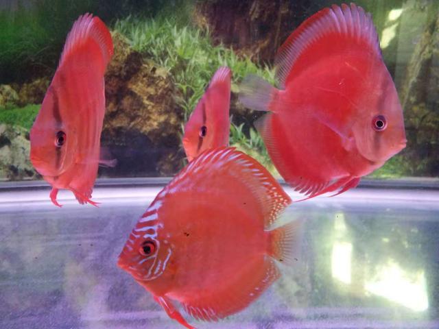 七彩神仙鱼好养吗（详解：七彩神仙鱼有效饲养方法）