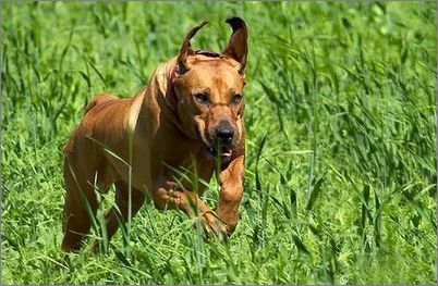 宠物犬排名及图片大全（宠物犬种类大全及名称）