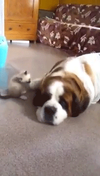 圣伯纳犬性格怎么样