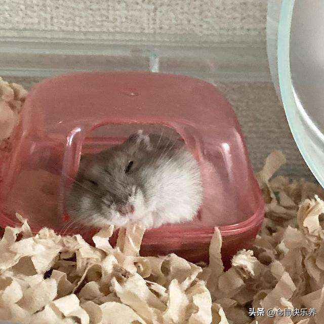 仓鼠老去难以阻挡,回忆过去美好2年,饲主感叹:以后不养仓鼠了