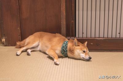 狗狗一直发抖是什么原因呢