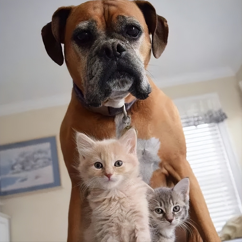 为何养“拳师犬”的人越来越多（附：拳师犬图）