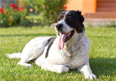 中亚牧羊犬怎么喂养