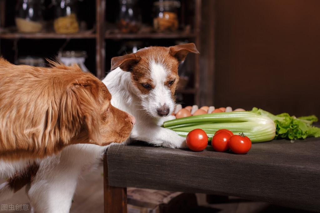 狗可以吃菠萝吗(详解:狗狗不能吃的几种食物)