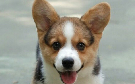 精力旺盛的柯基犬每天都要遛哦