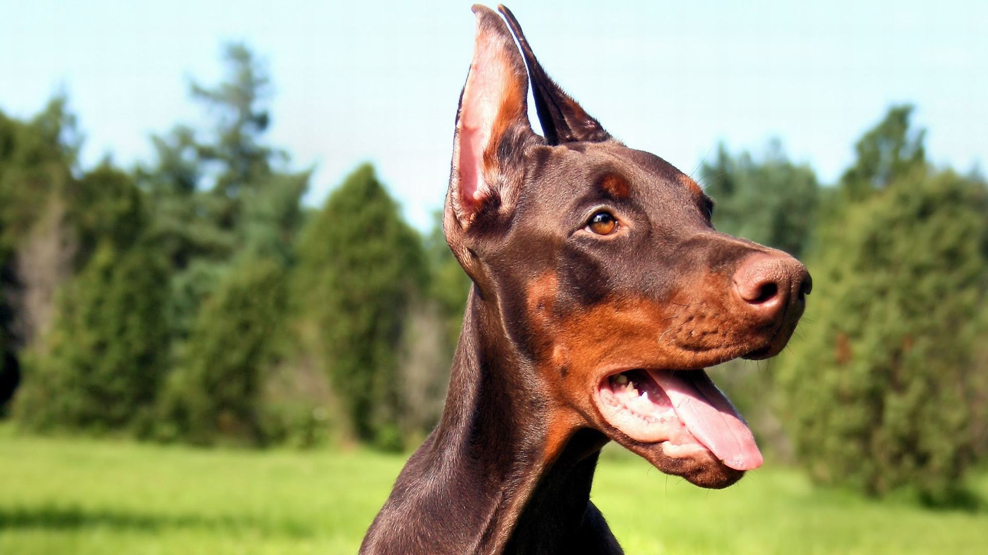 分享养杜宾犬的六大好处（杜宾犬好养吗）