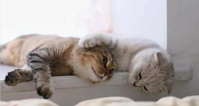 豹纹猫是什么品种(豹纹猫是什么品种多少钱一只)