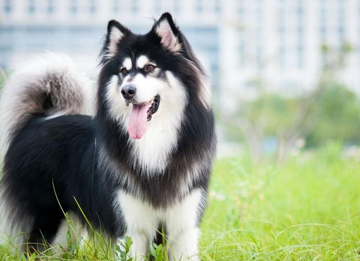 阿拉斯加饲养正确方法（阿拉斯加犬怎么喂养）