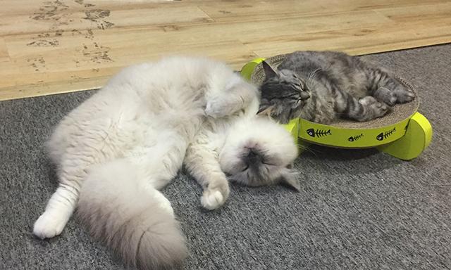 猫三联预防哪些病(猫三联预防哪些病毒)