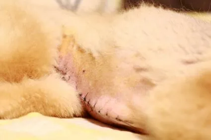 狗狗肚脐眼鼓包是什么情况（附：幼犬肚脐眼有个鼓包有危险吗）