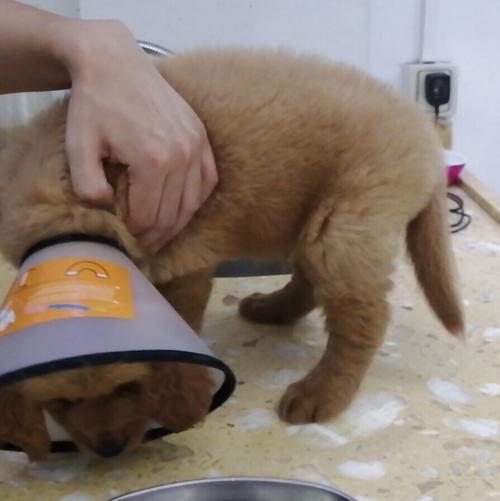 自家狗狗和细小狗狗接触后怎么办