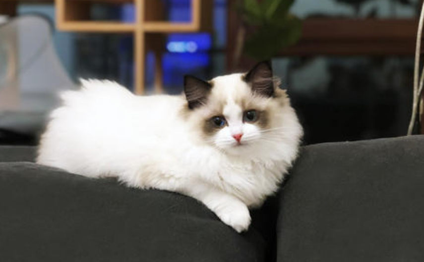 布偶猫的日常养护(布偶猫如何养)