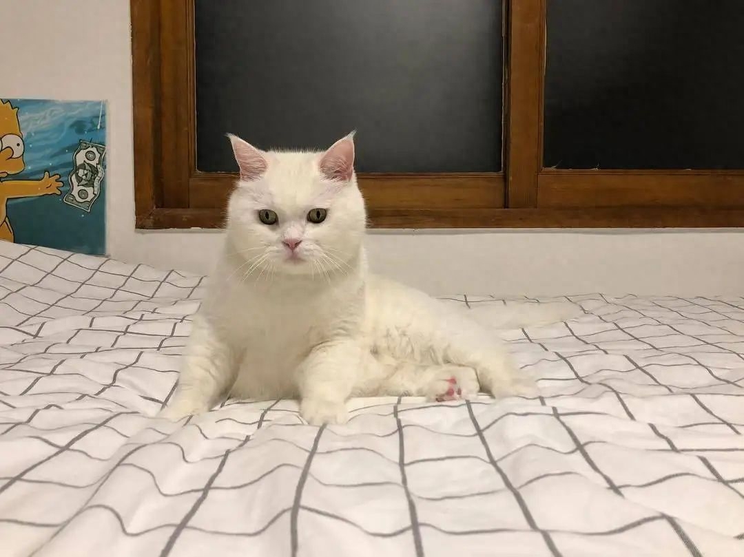 猫咪驱虫多少钱