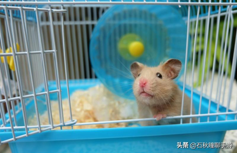 仓鼠会嫌弃笼子小而生气吗(详解:让仓鼠感到舒服的动作)