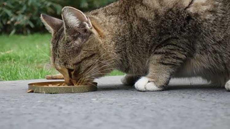 狸花猫 一生只有一个主人（详解：狸花猫认主人的细节表现）