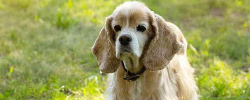 狗一年最多能生几窝小崽