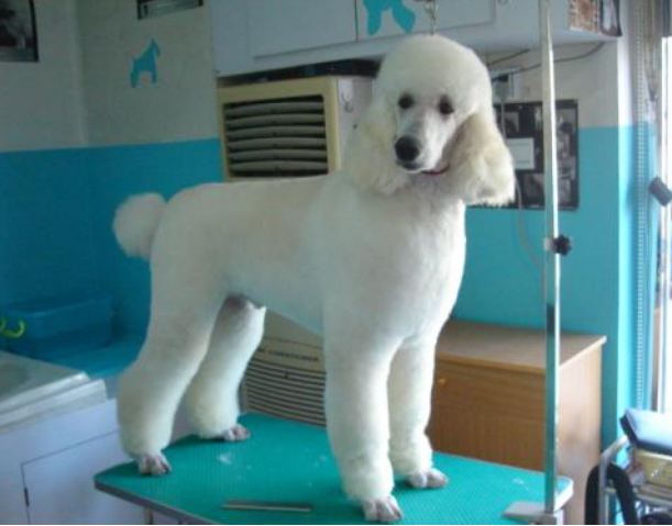 六个不养贵宾犬的理由(巨型贵宾犬怎么养)