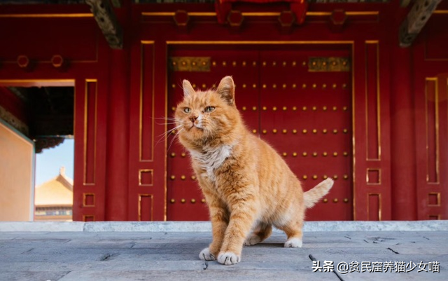猫生几只最吉利民间说法(猫生了9只民间的说法)
